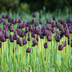 Queen Of Night Tulip Bulbs Blooms Species Growing Bonsai Roots Rhizomes Corms Tubers Potted Planting Reblooming Fragrant Garden Flower Seeds Plant