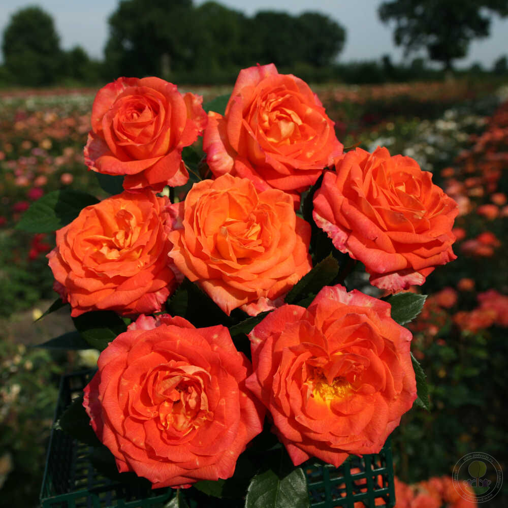 Feurio Rose Seedlings Flower Seeds Perennial Growing Bonsai Corms Tubers Potted Planting Reblooming Fragrant Garden Roots Rhizomes Species Blooms Plant Bulbs Gardening Tree - Seedsplant