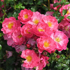 Hotline Rose Seedlings Flower Seeds Perennial Growing Bonsai Corms Tubers Potted Planting Reblooming Fragrant Garden Roots Rhizomes Species Blooms Plant Bulbs Gardening Tree