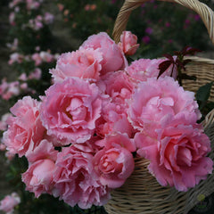 The poets Rose Seedlings Flower Seeds Perennial Growing Bonsai Corms Tubers Potted Planting Reblooming Fragrant Garden Roots Rhizomes Species Blooms Plant Bulbs Gardening Tree - Seedsplant