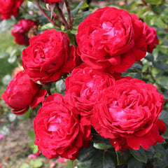 Signed tiamo Rose Seedlings Flower Seeds Perennial Growing Bonsai Corms Tubers Potted Planting Reblooming Fragrant Garden Roots Rhizomes Species Blooms Plant Bulbs Gardening Tree