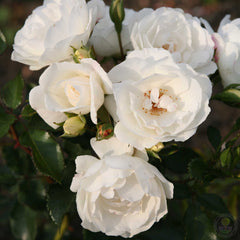 Weise wolke Rose Seedlings Flower Seeds Perennial Growing Bonsai Corms Tubers Potted Planting Reblooming Fragrant Garden Roots Rhizomes Species Blooms Plant Bulbs Gardening Tree
