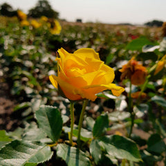 Friesia Cluster Rose Seedlings Flower Seeds Perennial Growing Bonsai Corms Tubers Potted Planting Reblooming Fragrant Garden Roots Rhizomes Species Blooms Plant Bulbs Gardening Tree