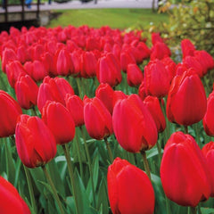 Parade Tulip Bulbs Blooms Species Growing Bonsai Roots Rhizomes Corms Tubers Potted Planting Reblooming Fragrant Garden Flower Seeds Plant - Seedsplant