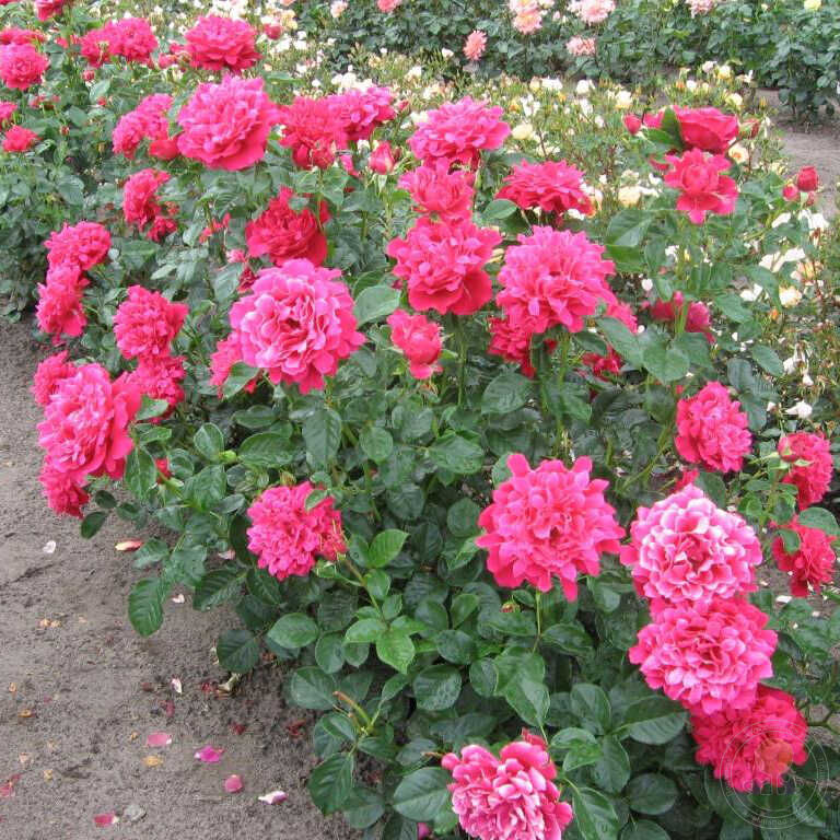 Summer Ruffle Roses Glamorous Ruffle's Rose Seedlings Flower Seeds Perennial Growing Bonsai ...