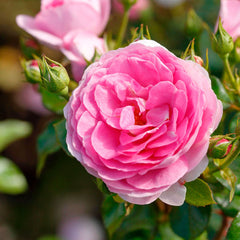 Ozeana Rose Seedlings Flower Seeds Perennial Growing Bonsai Corms Tubers Potted Planting Reblooming Fragrant Garden Roots Rhizomes Species Blooms Plant Bulbs Gardening Tree - Seedsplant