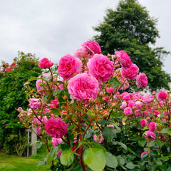 Ozeana Rose Seedlings Flower Seeds Perennial Growing Bonsai Corms Tubers Potted Planting Reblooming Fragrant Garden Roots Rhizomes Species Blooms Plant Bulbs Gardening Tree - Seedsplant