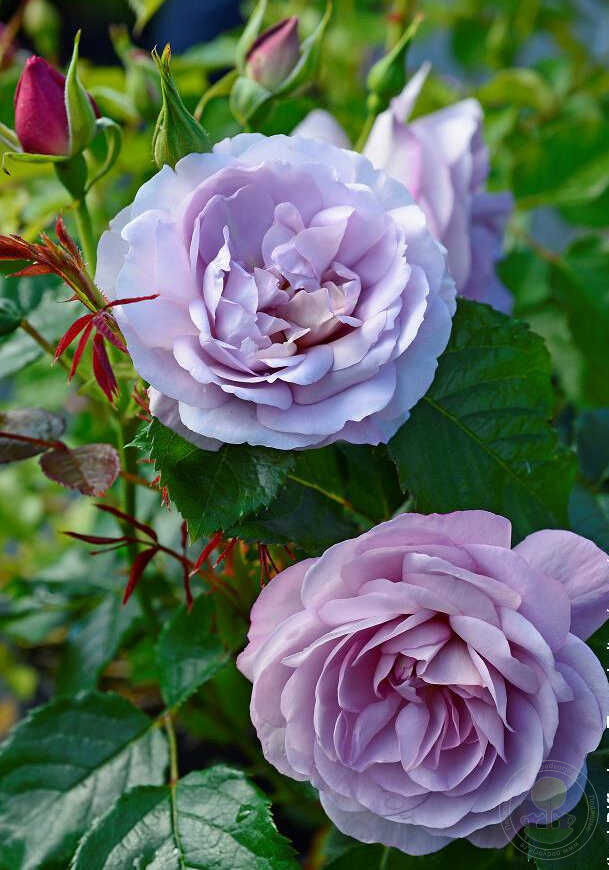 Lady Perfume Rose Seedlings Flower Seeds Perennial Growing Bonsai Corms Tubers Potted Planting Reblooming Fragrant Garden Roots Rhizomes Species Blooms Plant Bulbs Gardening Tree