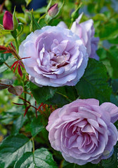 Lady Perfume Rose Seedlings Flower Seeds Perennial Growing Bonsai Corms Tubers Potted Planting Reblooming Fragrant Garden Roots Rhizomes Species Blooms Plant Bulbs Gardening Tree