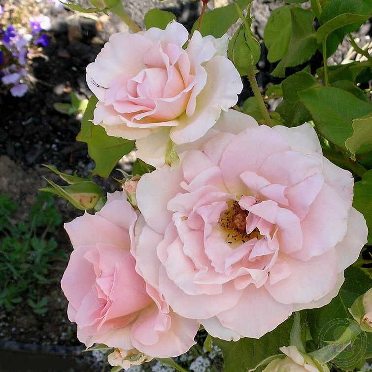 Johann Strauss Rose Seedlings Flower Seeds Perennial Growing Bonsai Corms Tubers Potted Planting Reblooming Fragrant Garden Roots Rhizomes Species Blooms Plant Bulbs Gardening Tree
