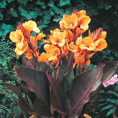 Red Dazzler Canna Lily | High Country Gardens