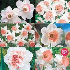 Pink Daffodil Daffodil Narcissus Bulbs Blooms Species Growing Bonsai Roots Rhizomes Corms Tubers Potted Planting Reblooming Fragrant Garden Flower Seeds Plant