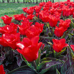 Red Riding Hood Tulip Bulbs Blooms Species Growing Bonsai Roots Rhizomes Corms Tubers Potted Planting Reblooming Fragrant Garden Flower Seeds Plant