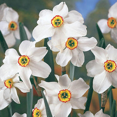 Narcissus Original Poet's Daffodil Bulbs Blooms Species Growing Bonsai Roots Rhizomes Corms Tubers Potted Planting Reblooming Fragrant Garden Flower Seeds Plant