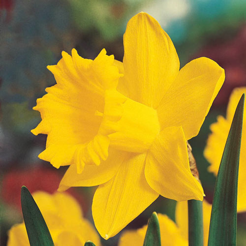 Brightest Yellow Daffodil Narcissus Bulbs Blooms Species Growing Bonsai Roots Rhizomes Corms Tubers Potted Planting Reblooming Fragrant Garden Flower Seeds Plant