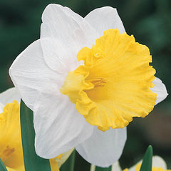 Las Vegas Daffodil Narcissus Bulbs Blooms Species Growing Bonsai Roots Rhizomes Corms Tubers Potted Planting Reblooming Fragrant Garden Flower Seeds Plant