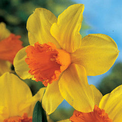 Fortissimo Daffodil Narcissus Bulbs Blooms Species Growing Bonsai Roots Rhizomes Corms Tubers Potted Planting Reblooming Fragrant Garden Flower Seeds Plant