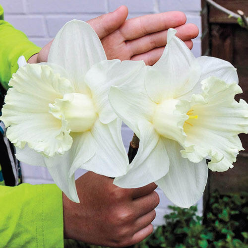 Mount Hood Daffodil Narcissus Bulbs Blooms Species Growing Bonsai Roots Rhizomes Corms Tubers Potted Planting Reblooming Fragrant Garden Flower Seeds Plant