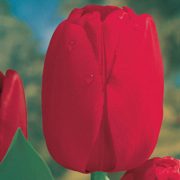 Red Dynasty™ Tulip Bulbs Blooms Species Growing Bonsai Roots Rhizomes Corms Tubers Potted Planting Reblooming Fragrant Garden Flower Seeds Plant
