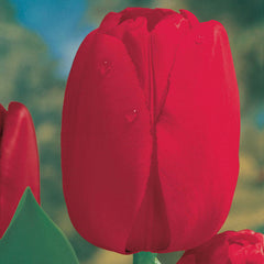 Red Dynasty™ Tulip Bulbs Blooms Species Growing Bonsai Roots Rhizomes Corms Tubers Potted Planting Reblooming Fragrant Garden Flower Seeds Plant