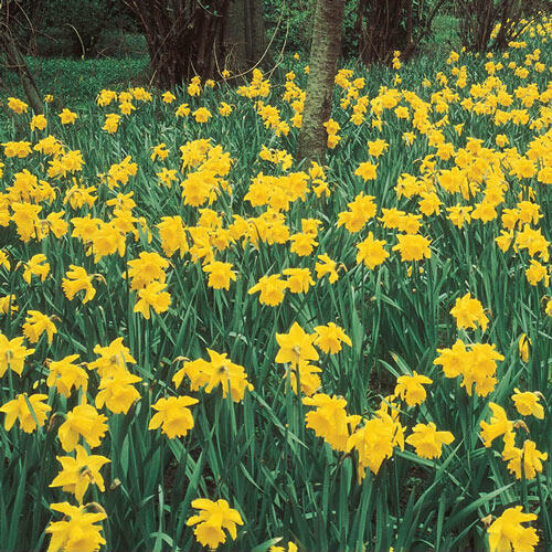 Giant Yellow Jonquils for Naturalizing Daffodil Narcissus Bulbs Blooms Species Growing Bonsai