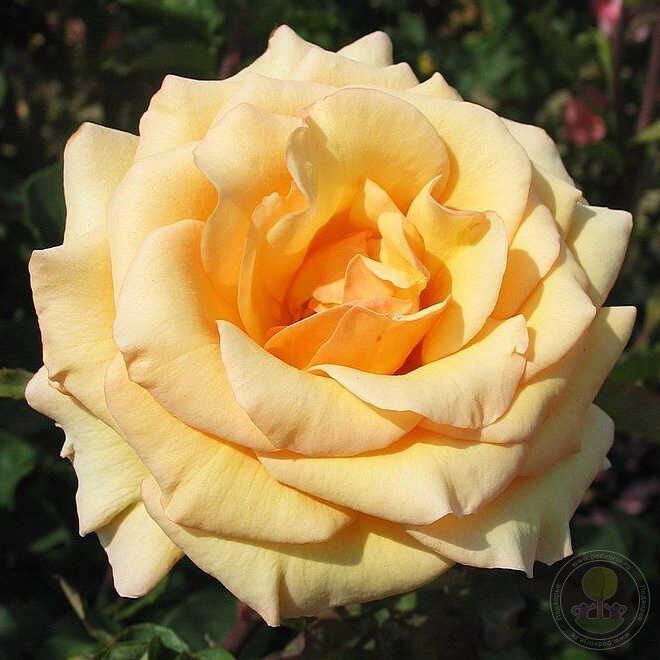 Anne Harkness Rose Seedlings Flower Seeds Perennial Growing Bonsai Corms Tubers Potted Planting Reblooming Fragrant Garden Roots Rhizomes Species Blooms Plant Bulbs Gardening Tree