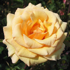 Anne harkness Rose Seedlings Flower Seeds Perennial Growing Bonsai Corms Tubers Potted Planting Reblooming Fragrant Garden Roots Rhizomes Species Blooms Plant Bulbs Gardening Tree