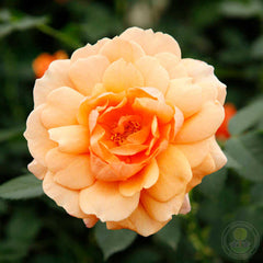 Jane Austen Rose Seedlings Flower Seeds Perennial Growing Bonsai Corms Tubers Potted Planting Reblooming Fragrant Garden Roots Rhizomes Species Blooms Plant Bulbs Gardening Tree