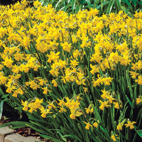 Tête-à-Tête Daffodil Mixture Narcissus Bulbs Blooms Species Growing Bonsai Roots Rhizomes Corms Tubers Potted Planting Reblooming Fragrant Garden Flower Seeds Plant