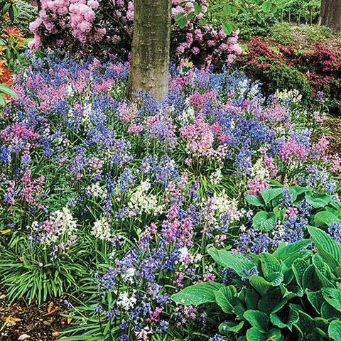 English Wood Hyacinth Mixture Bulbs Blooms Species Growing Bonsai Roots Rhizomes Corms Tubers Potted Planting Reblooming Fragrant Garden Flower Seeds Plant Gardening