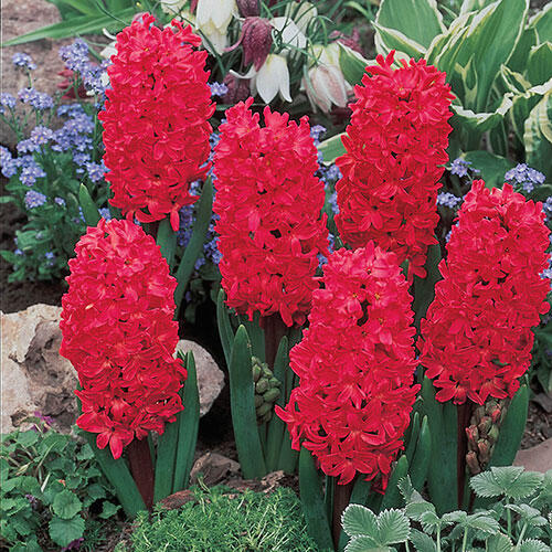 Jan Bos Fragrant Giant Hyacinth Bulbs Blooms Species Growing Bonsai Roots Rhizomes Corms Tubers Potted Planting Reblooming Fragrant Garden Flower Seeds Plant Gardening