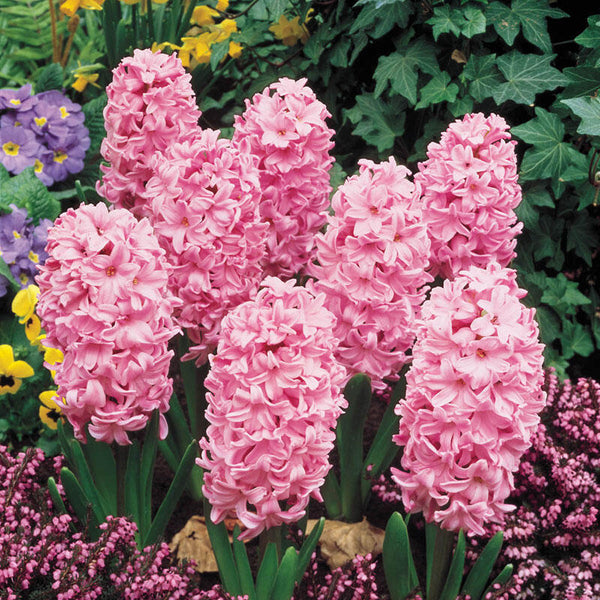 Fondant Fragrant Giant Hyacinth Bulbs Blooms Species Growing Bonsai Roots Rhizomes Corms Tubers Potted Planting Reblooming Fragrant Garden Flower Seeds Plant Gardening