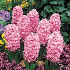 Fondant Fragrant Giant Hyacinth Bulbs Blooms Species Growing Bonsai Roots Rhizomes Corms Tubers Potted Planting Reblooming Fragrant Garden Flower Seeds Plant Gardening