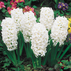 Carnegie Hyacinth Hyacinth Mixture Bulbs Blooms Species Growing Bonsai Roots Rhizomes Corms Tubers Potted Planting Reblooming Fragrant Garden Flower Seeds Plant Gardening