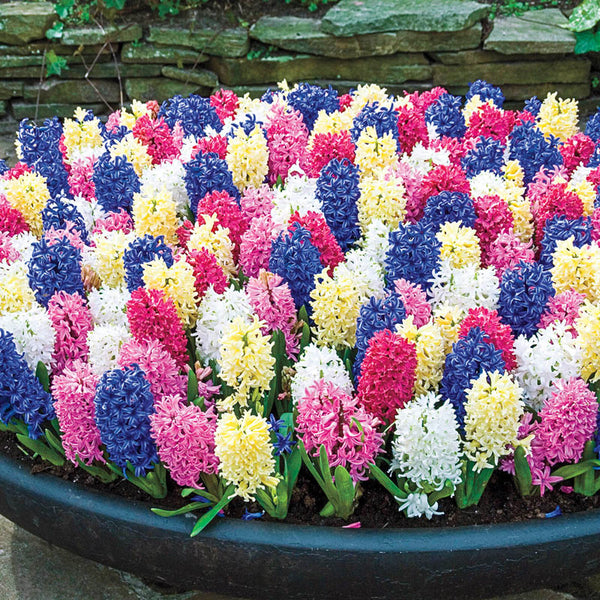 Giant Hyacinth Mixture Bulbs Blooms Species Growing Bonsai Roots Rhizomes Corms Tubers Potted Planting Reblooming Fragrant Garden Flower Seeds Plant Gardening