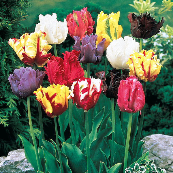 Parrot Tulip Mixture Bulbs Blooms Species Growing Bonsai Roots Rhizomes Corms Tubers Potted Planting Reblooming Fragrant Garden Flower Seeds Plant