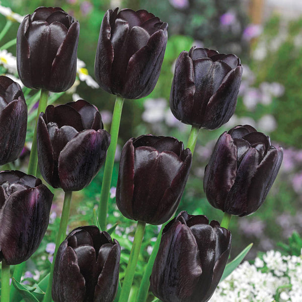 Queen of Night Tulip Bulbs Blooms Species Growing Bonsai Roots Rhizomes Corms Tubers Potted Planting Reblooming Fragrant Garden Flower Seeds Plant