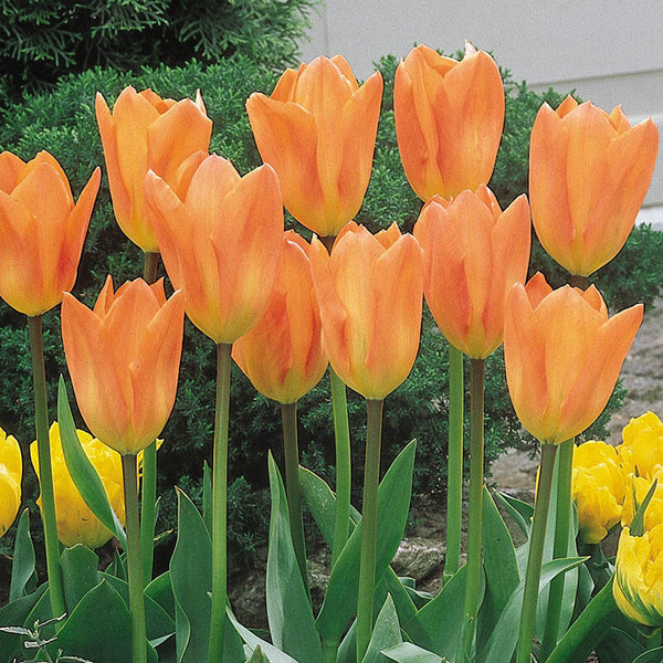 Orange Emperor Tulip Bulbs Blooms Species Growing Bonsai Roots Rhizomes Corms Tubers Potted Planting Reblooming Fragrant Garden Flower Seeds Plant