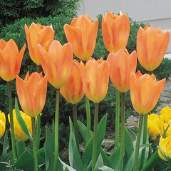 Orange Emperor Tulip Bulbs Blooms Species Growing Bonsai Roots Rhizomes Corms Tubers Potted Planting Reblooming Fragrant Garden Flower Seeds Plant