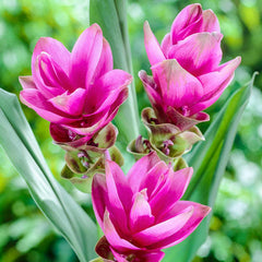 Pink Siam Tulip Bulbs Blooms Species Growing Bonsai Roots Rhizomes Corms Tubers Potted Planting Reblooming Fragrant Garden Flower Seeds Plant