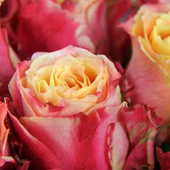 Fire Rose Seedlings Flower Seeds Perennial Growing Bonsai Corms Tubers Potted Planting Reblooming Fragrant Garden Roots Rhizomes Species Blooms Plant Bulbs Gardening Tree