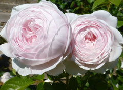 Herzogin Rose Seedlings Flower Seeds Perennial Growing Bonsai Corms Tubers Potted Planting Reblooming Fragrant Garden Roots Rhizomes Species Blooms Plant Bulbs Gardening Tree
