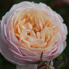 New dreamz pletista Rose Seedlings Flower Seeds Perennial Growing Bonsai Corms Tubers Potted Planting Reblooming Fragrant Garden Roots Rhizomes Species Blooms Plant Bulbs Gardening Tree