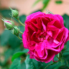 Lord Scarman Rose Seedlings Flower Seeds Perennial Growing Bonsai Corms Tubers Potted Planting Reblooming Fragrant Garden Roots Rhizomes Species Blooms Plant Bulbs Gardening Tree
