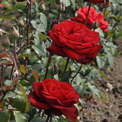 Burgundi Vaza Rose Seedlings Flower Seeds Perennial Growing Bonsai Corms Tubers Potted Planting Reblooming Fragrant Garden Roots Rhizomes Species Blooms Plant Bulbs Gardening Tree