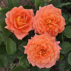 Orange Vaza Rose Seedlings Flower Seeds Perennial Growing Bonsai Corms Tubers Potted Planting Reblooming Fragrant Garden Roots Rhizomes Species Blooms Plant Bulbs Gardening Tree