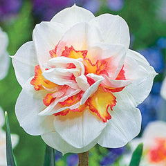 Pink Performance Daffodil Narcissus Bulbs Blooms Species Growing Bonsai Roots Rhizomes Corms Tubers Potted Planting Reblooming Fragrant Garden Flower Seeds Plant
