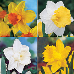 Trumpet Daffodil Collection Narcissus Bulbs Blooms Species Growing Bonsai Roots Rhizomes Corms Tubers Potted Planting Reblooming Fragrant Garden Flower Seeds Plant