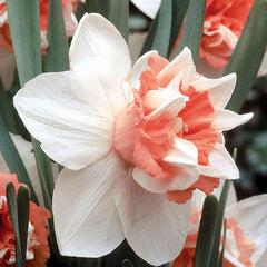 Extravaganza Daffodil Narcissus Bulbs Blooms Species Growing Bonsai Roots Rhizomes Corms Tubers Potted Planting Reblooming Fragrant Garden Flower Seeds Plant