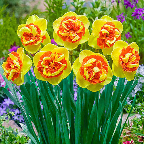 Kiwi Sunset Daffodil Mixture Narcissus Bulbs Blooms Species Growing Bonsai Roots Rhizomes Corms Tubers Potted Planting Reblooming Fragrant Garden Flower Seeds Plant